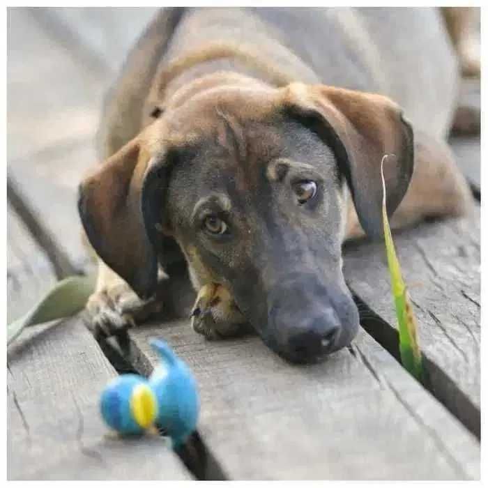 Пес, щенок ищет дом