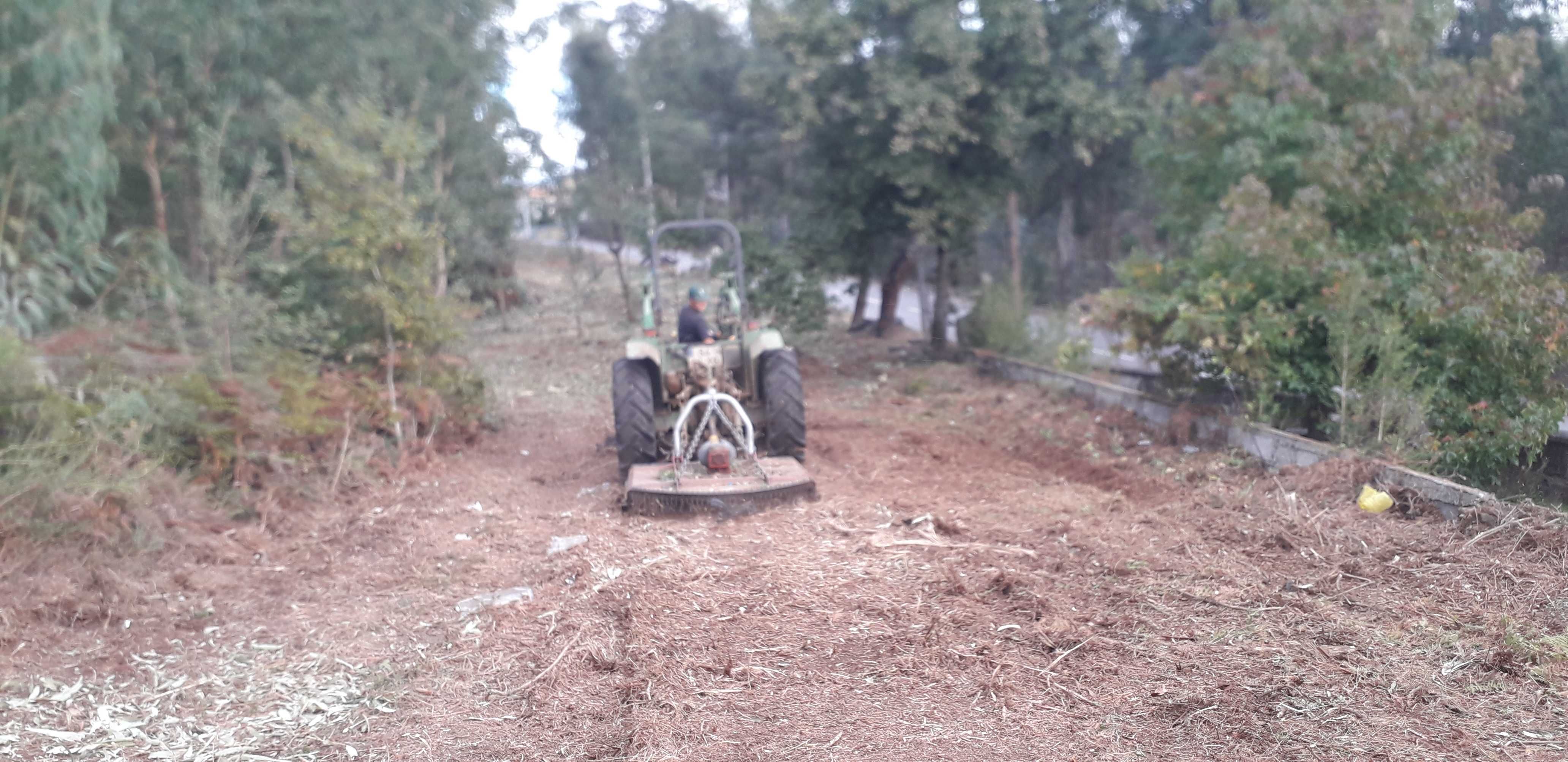 Limpeza de terrenos e abate de árvores