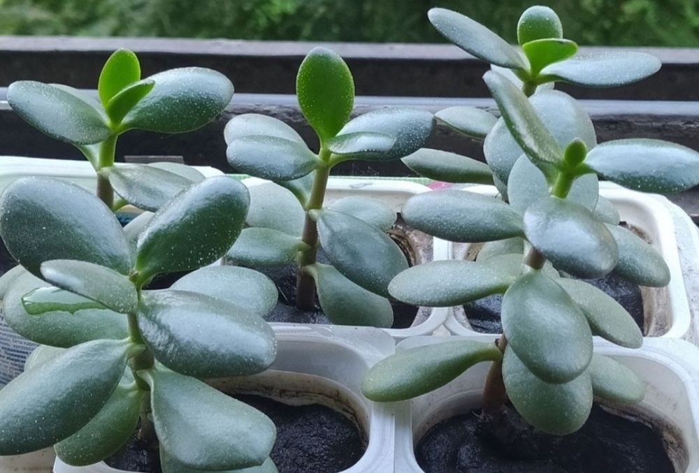 Денежное дерево продам