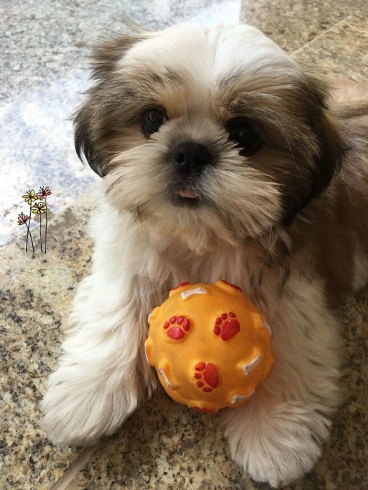 Щенки породы ши-тцу