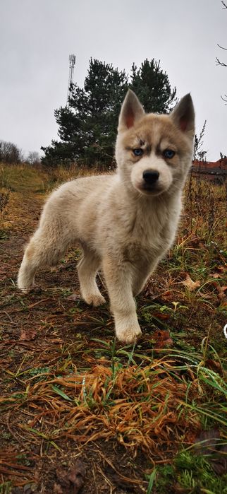 Ozzy Wyjątkowy Siberian Husky