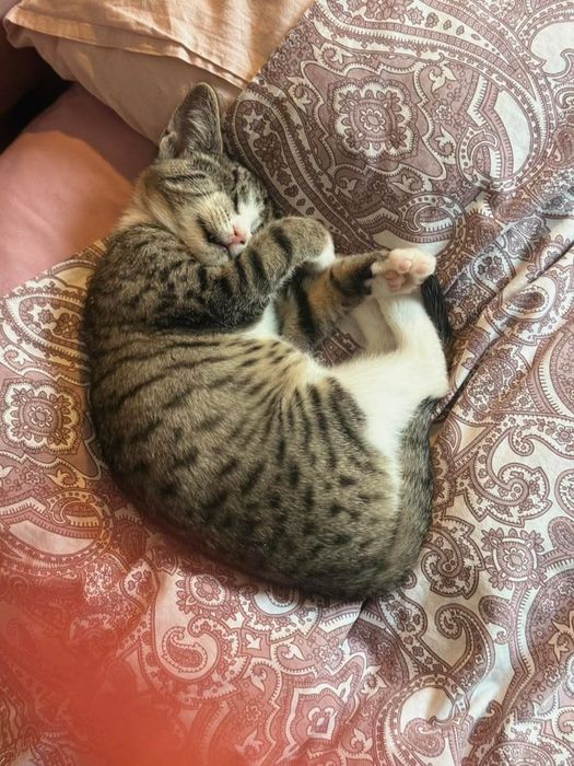 Stevie - niewidomy kotek szuka domu