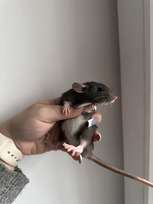 Криси Крысы Сміла, дамбо рекс