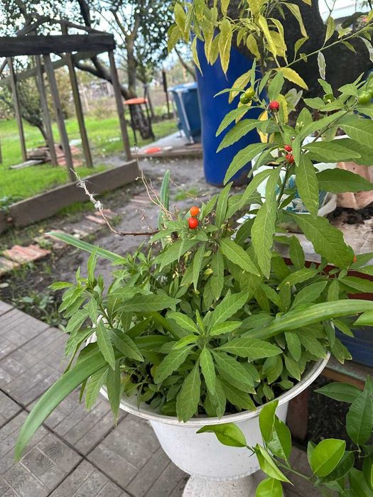 Іеруалимска вишня або пасльон