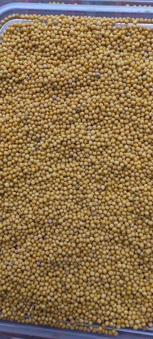 Гірчиця  / горчица