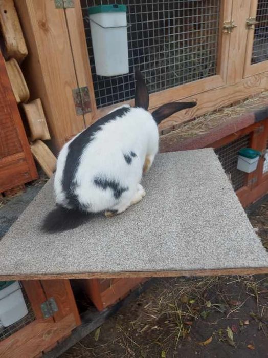 Srokacz niemiecki samica