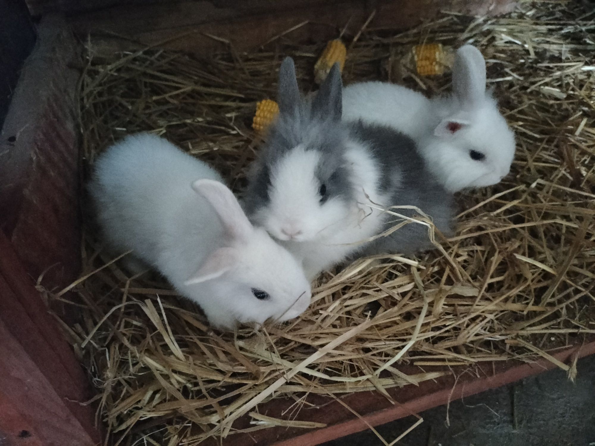 Króliki miniaturki- Prywatna Hodowla