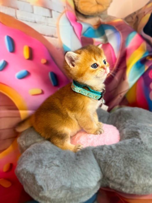 Szkocki kocurek złota szynszyla WCF/PZF+Box prezentowy