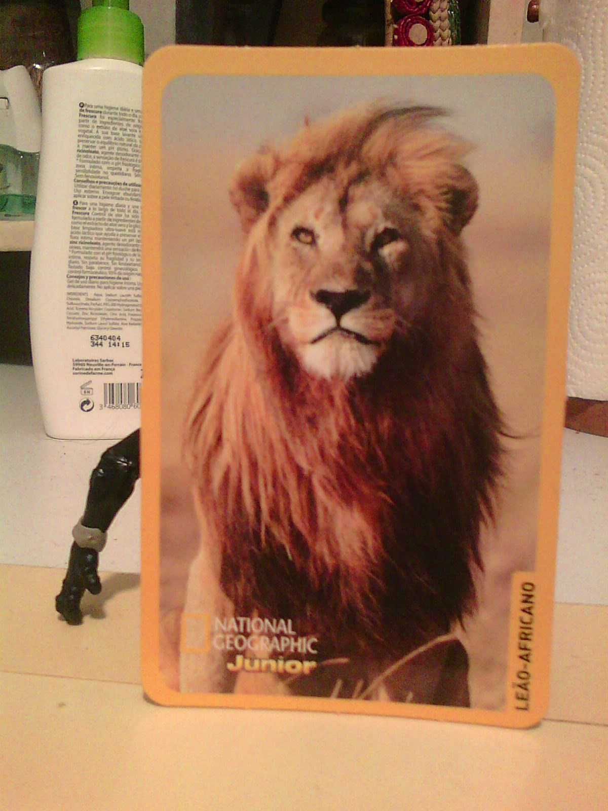 national geographic leao africano trading card