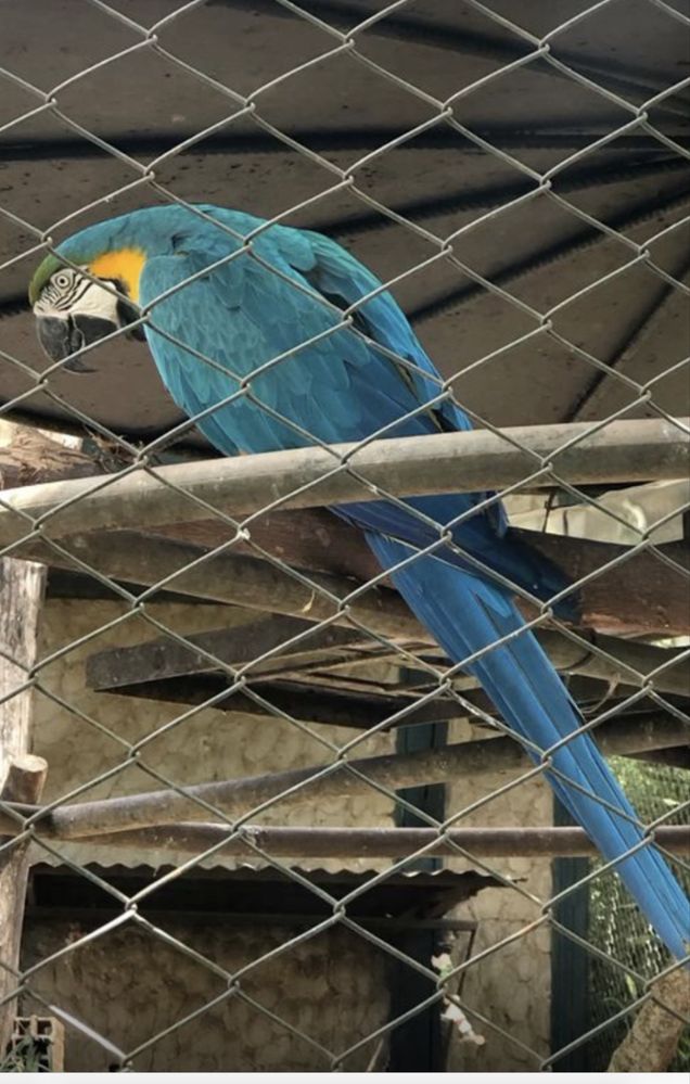arara ararauna bebes