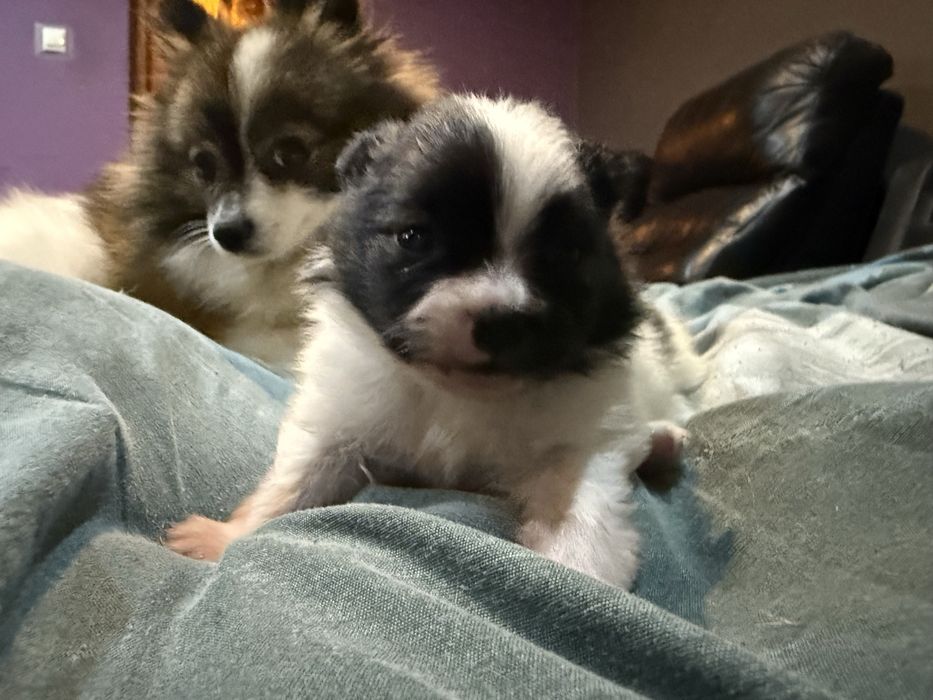 Szpic miniaturowy  rodowód śliczna do rezerwacji