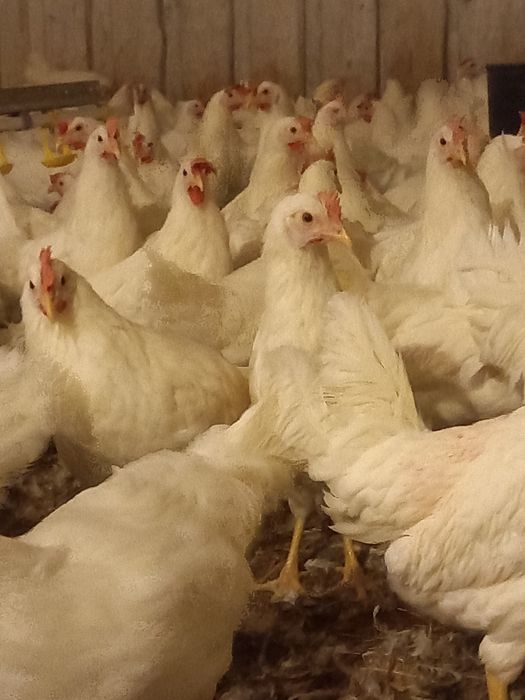 Kury Leghorn 23tyg Nioski Leghorny Młode