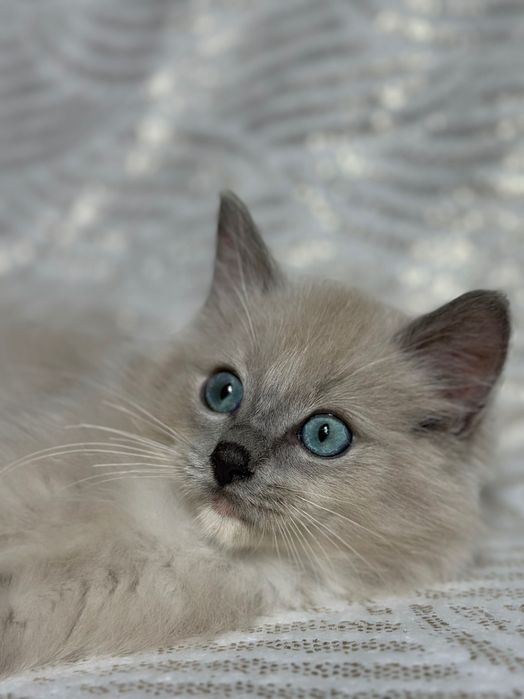 Ragdoll mink koteczka
