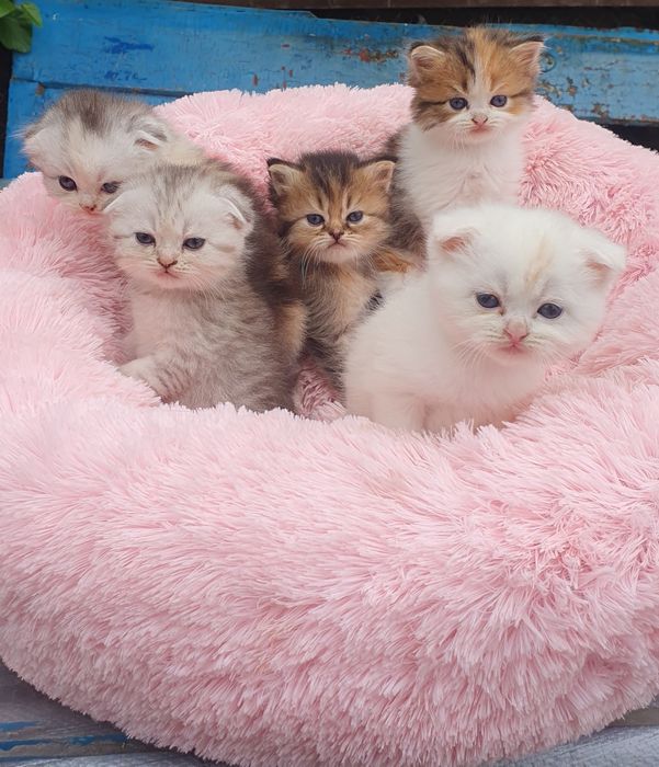 Кошечки Шотланцы прямоушки и вислоушки