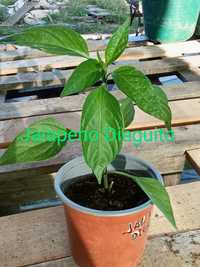 Vendo plantas de malaguetas/  pimentas raras 107 variedades 
Desde 2,