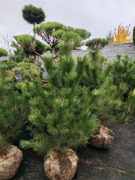 Продам кримську сосну