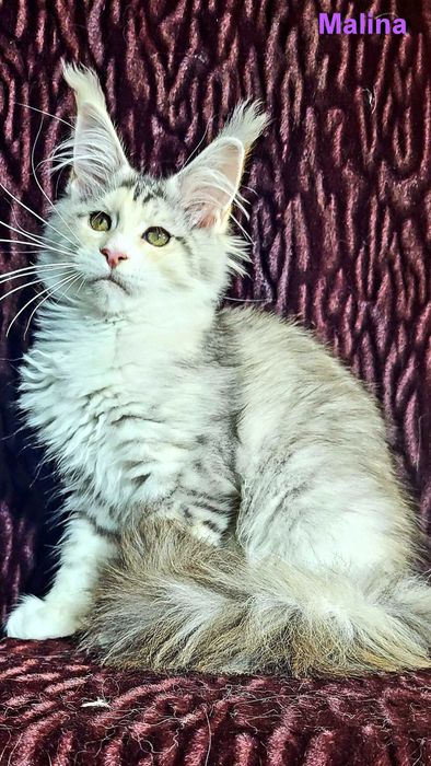 Шикарные котята из питомника