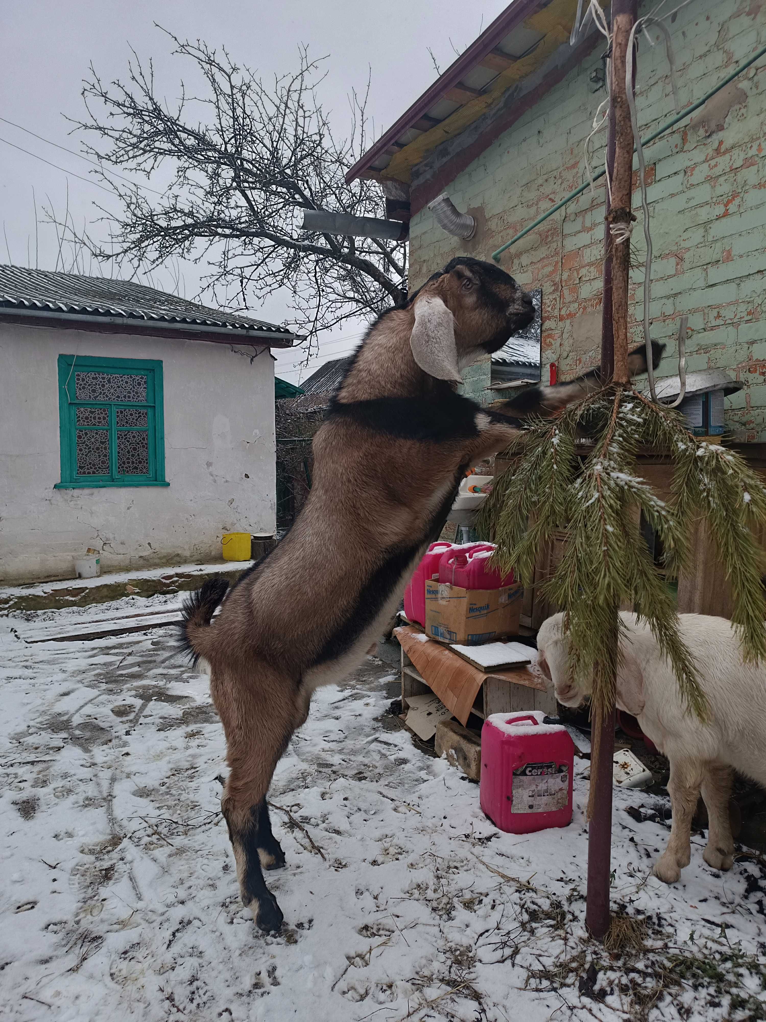 Англо-нубійські кози