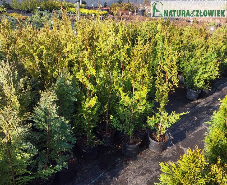 Thuja Aureospicata 80cm BRABANT 80 Szmaragd 70cm  PRODUCENT Śląsk Tuja