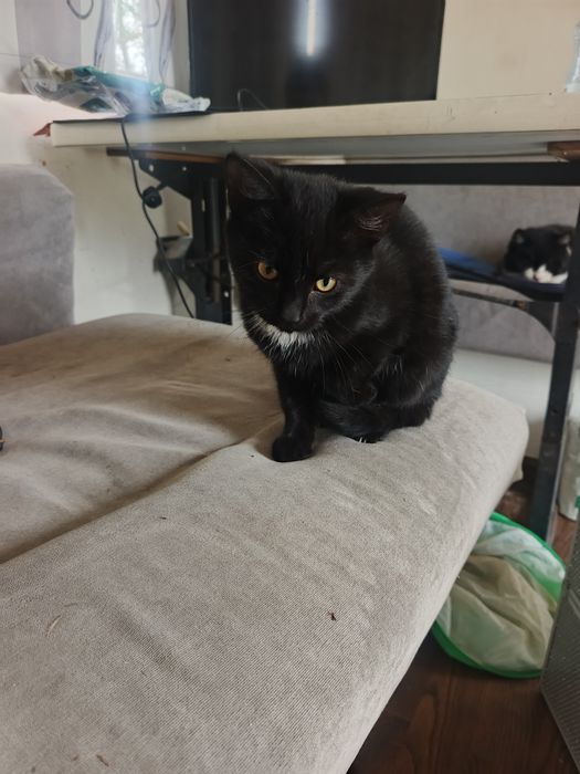 Oddam kotkę i kocurka