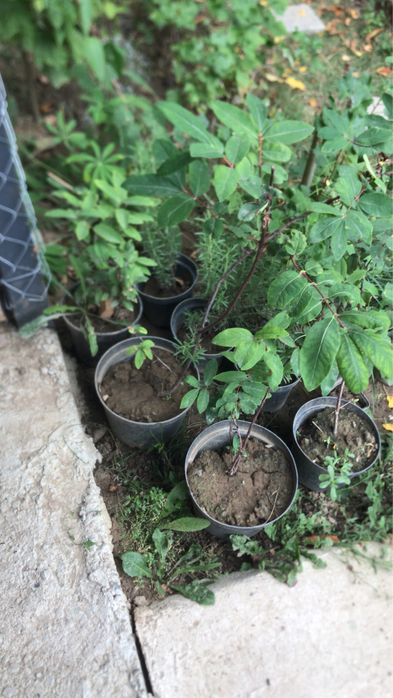 Продам сажанці декоративні і плодові рослини