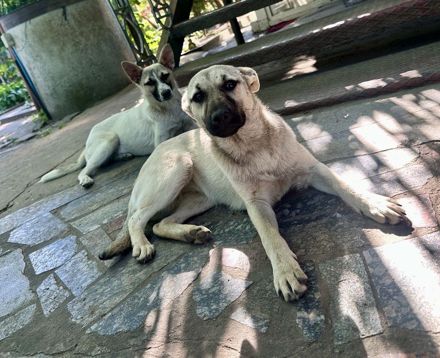 Собакени у добрі руки