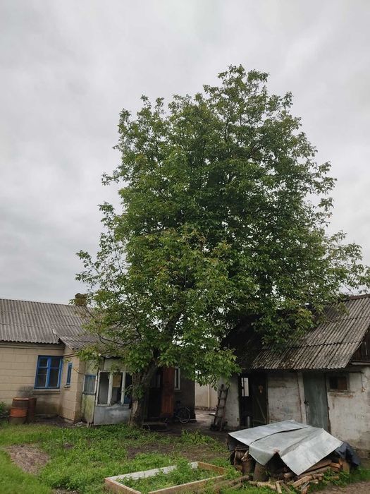 Зрізання дерев . Омолджування,санітарна обрізка