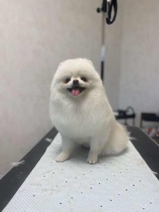 Грумінг, стрижка собак та котів грумер Ірина Київ Троєщина Троещина