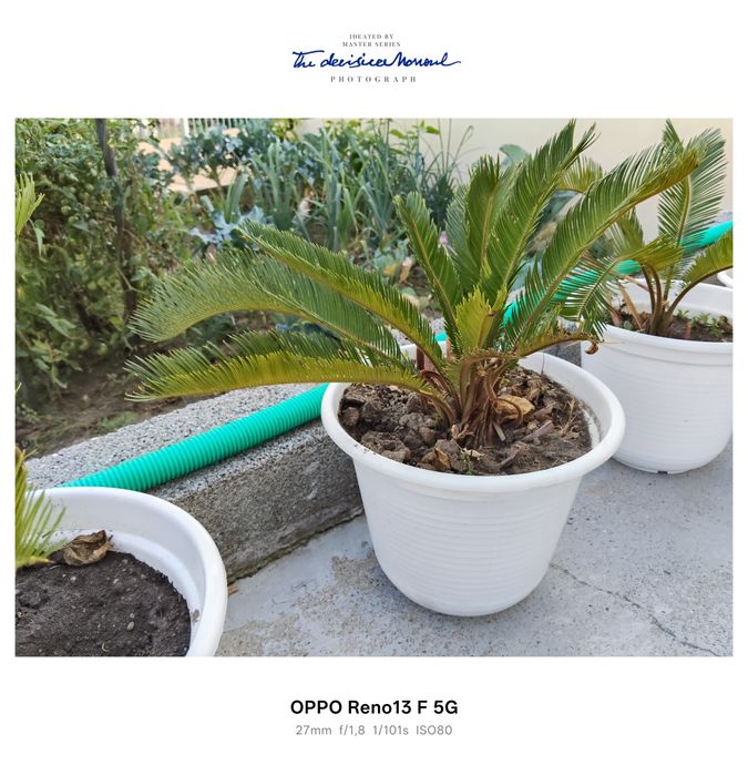 Plantas sicas para venda