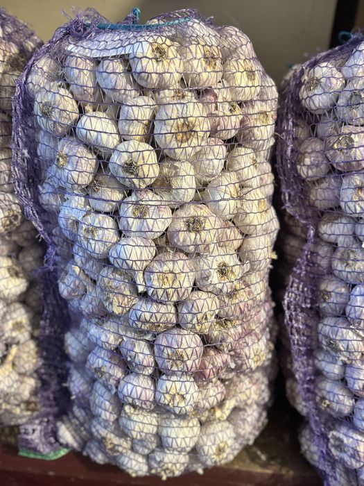 Продам озимий часник