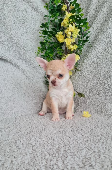 Estupenda mini Merle de Qualidade. Linhagem Russa