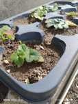 Pés de morangos para plantar