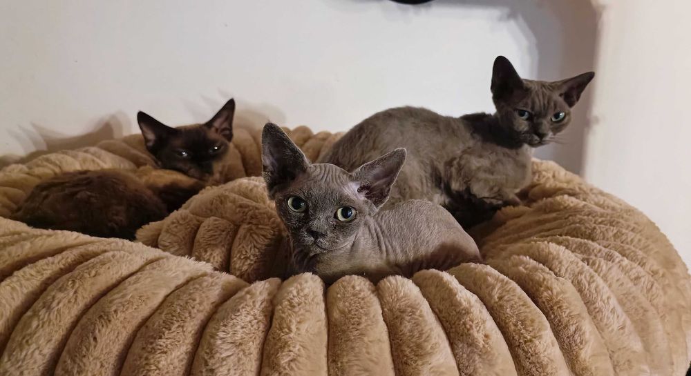 Kotka Devon rex niebieska