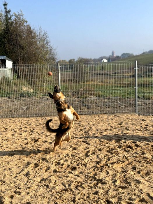 Rocky - do adopcji