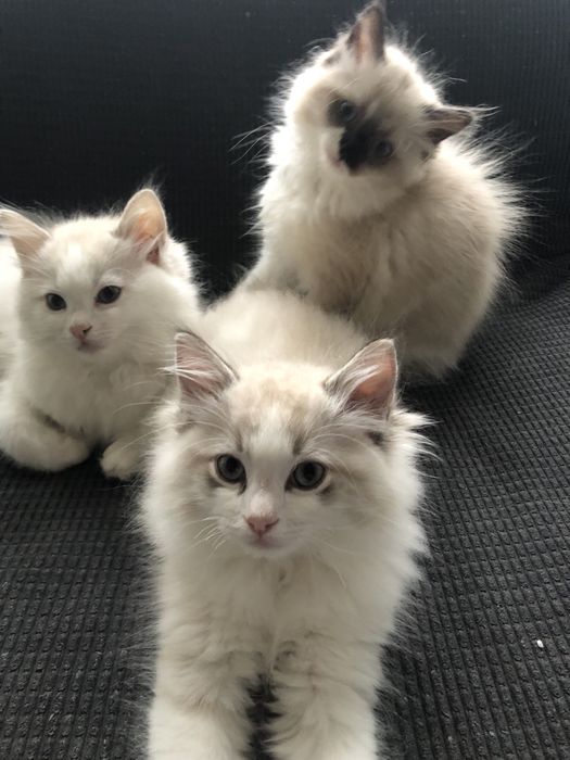 Ragdoll kocurek kotka kotyanna.pl