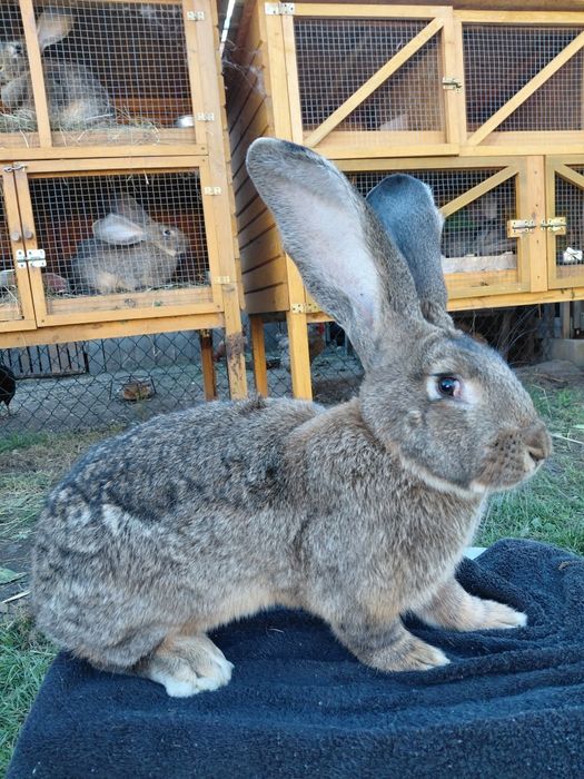 Królik Belgijski Olbrzym