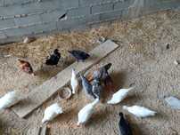 Coquichos e ovos