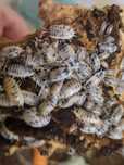 Ekipa sprzątająca porcellio laevis plus skoczogonki