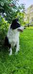 Hakuna sunia 2 lata mix border collie, adopcja