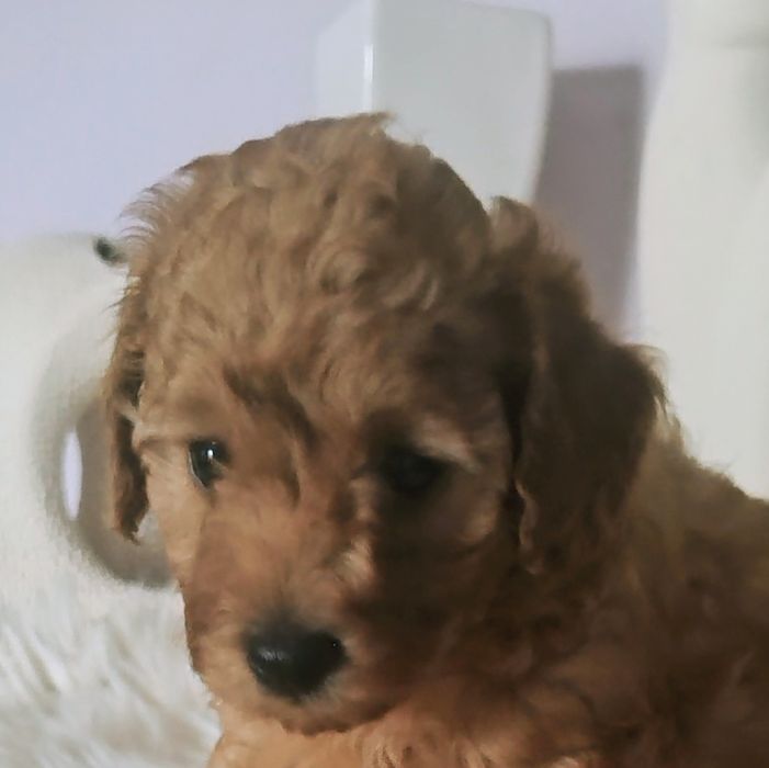 Pudel Toy - Cudna Suczka Red - Wkrótce Do Odbioru!