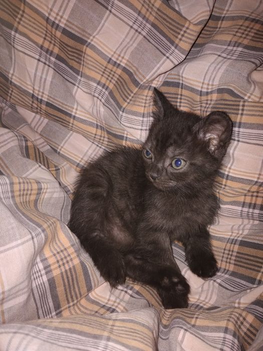 Терміново!!! Відаю кішку та кошенят