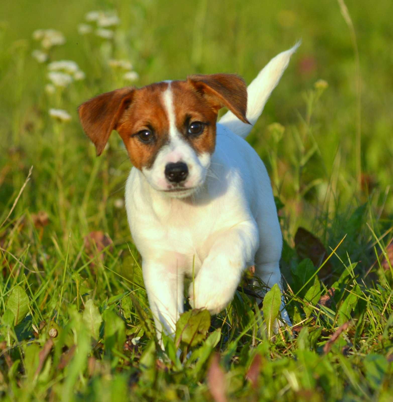 Jack Russell Terrier śliczna gładkowłosa suczka Tola ZKwP FCI