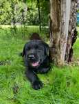 Labrador Retriever szczeniak ZKwP FCI