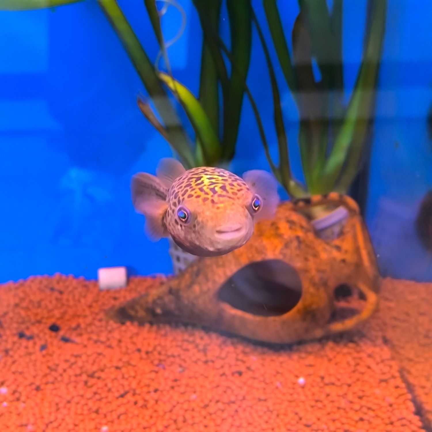 Tetraodon Nigroviridis 10/15cm