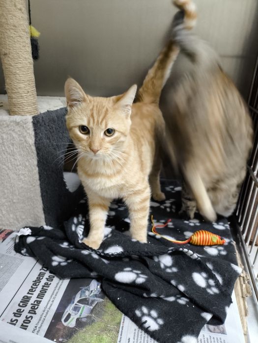 Bebé laranja para adopção