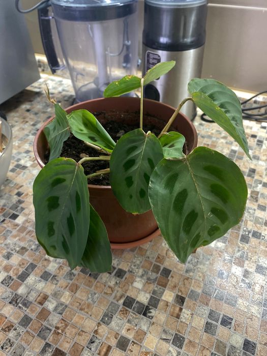 Маранта с хорошей корневой системой