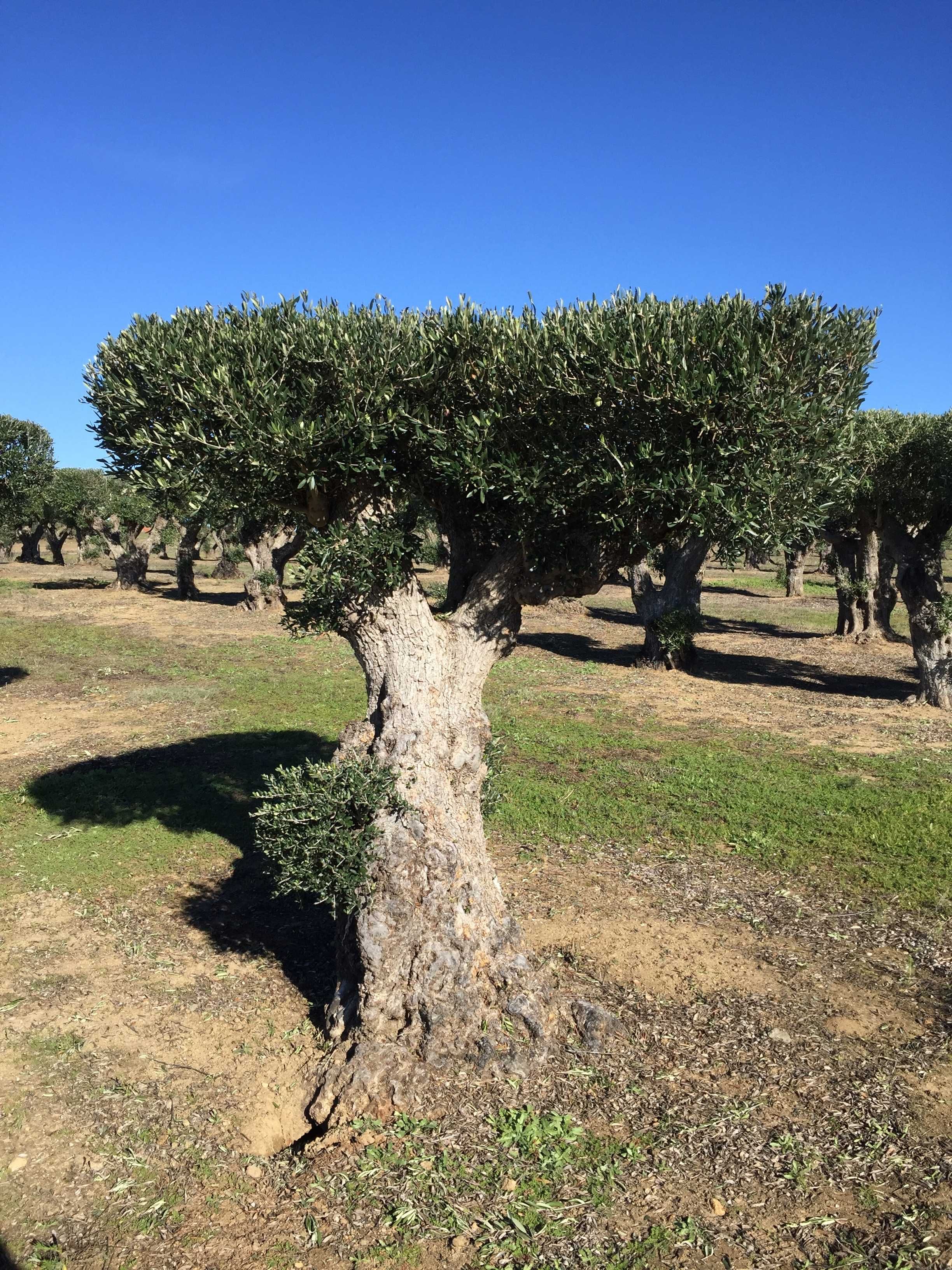 Oliveiras Bonsai - Alentejo