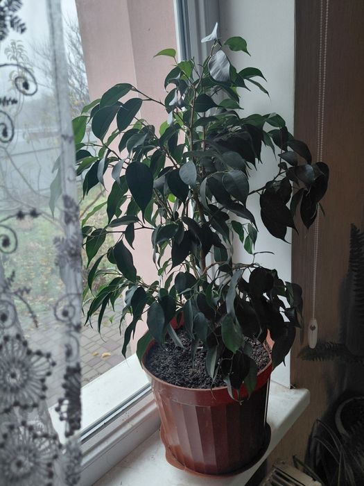 Продаю фікус мілколисний.