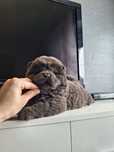 Piesek chow chow niebieski