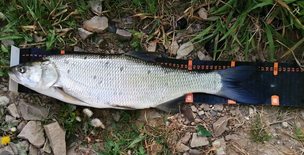 Miarka do ryb 120cm z przymiarem MIARKOMATA z ogranicznikiem